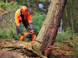 How Our Tree Care Process Works  in Elk Grove Village, IL